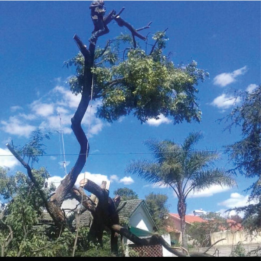 tree felling rustenburg